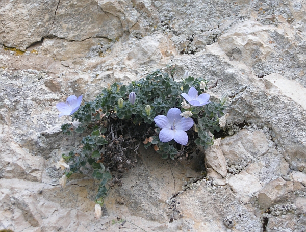 Campanula fragilis subsp. cavolinii / Campanula napoletana